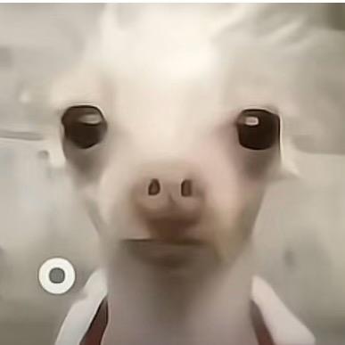 樱桃小完犊子