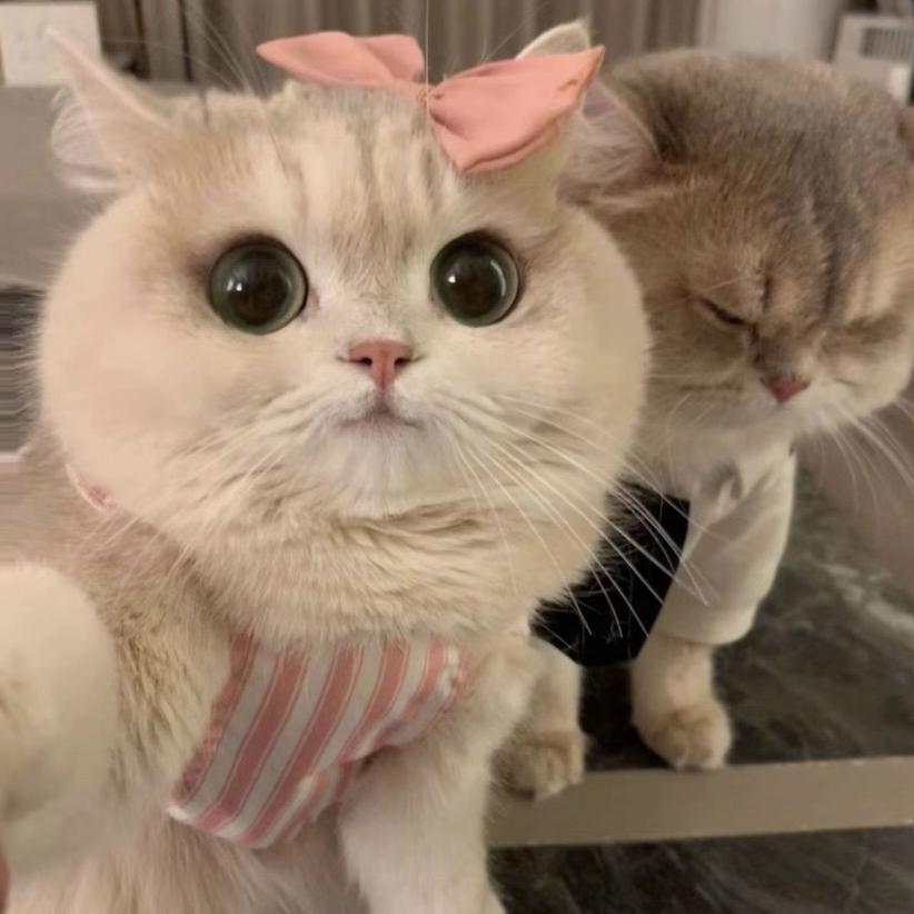 雅致时尚衣品小铺