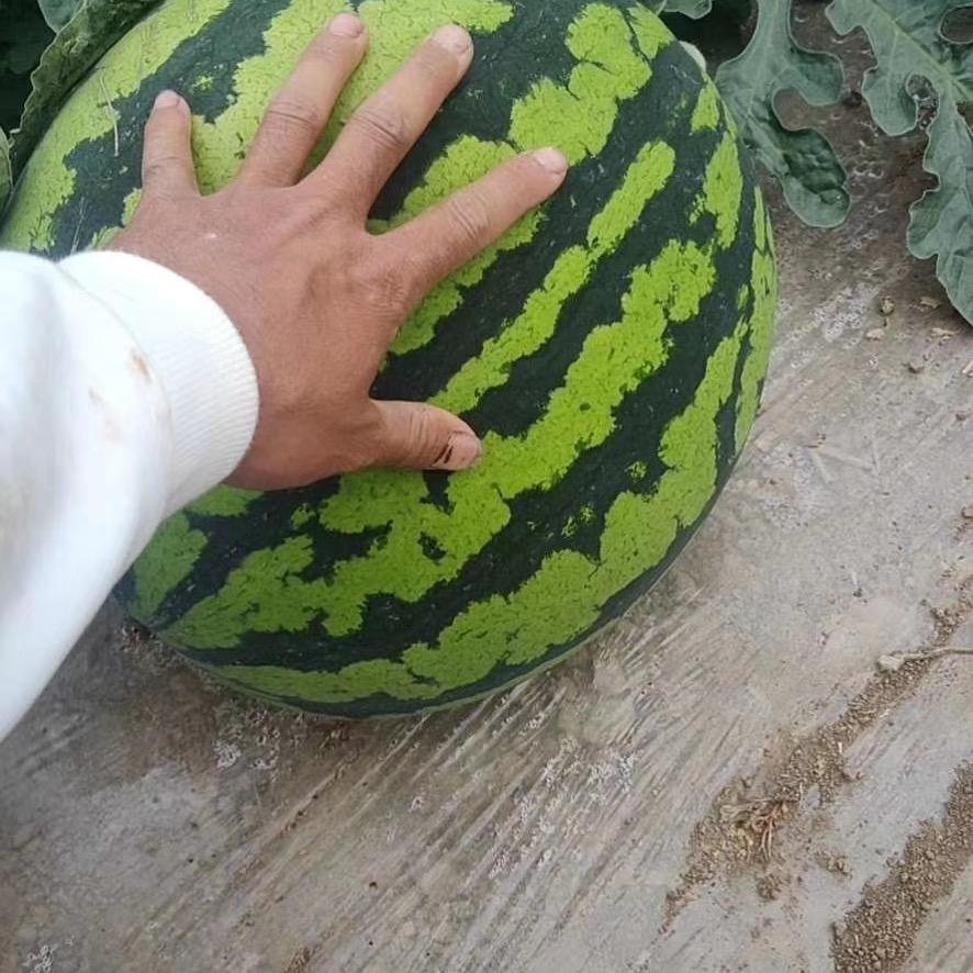 鲜口糖麒麟产地供应链