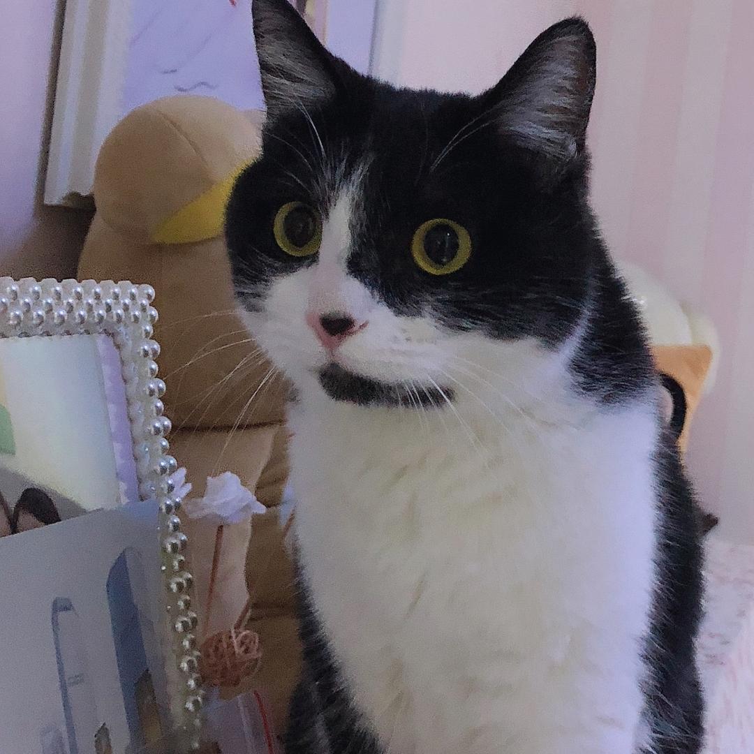 跳跳、咪咪嘛嘛