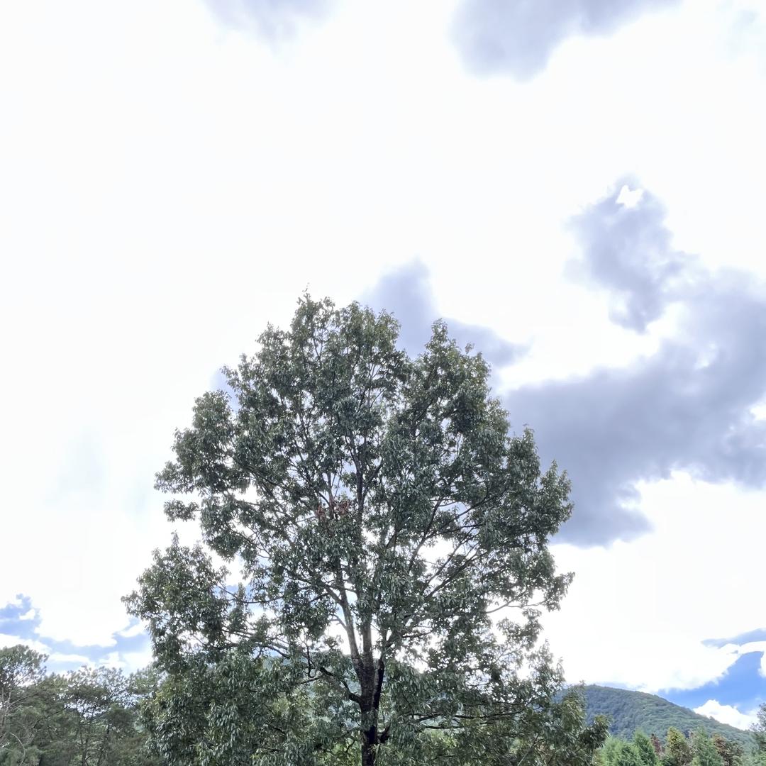 云南干巴菌