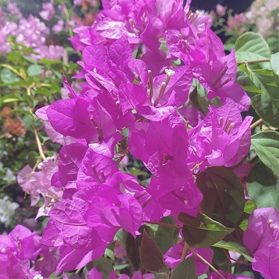 花卉展园艺三角梅