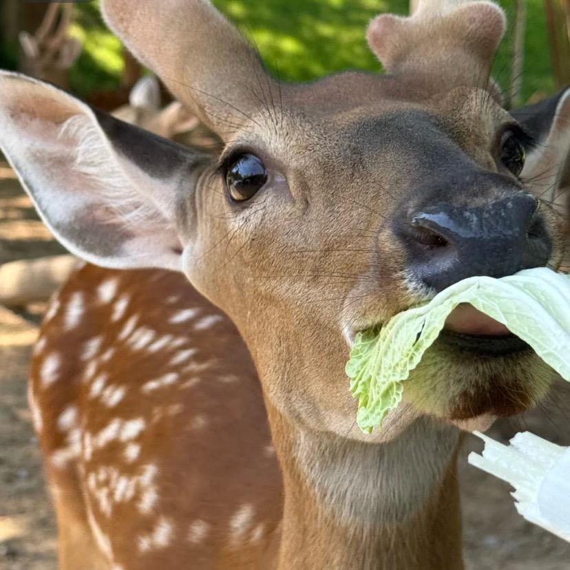 展鹿鸣 - 鹿心丸