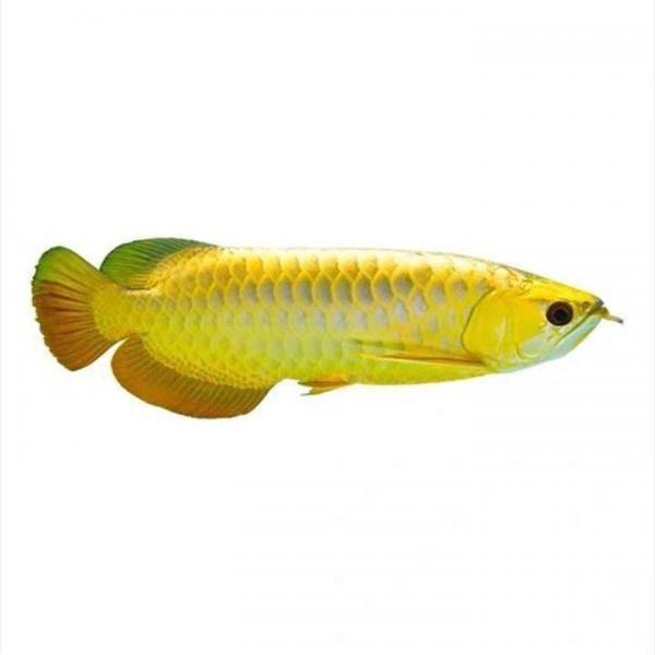 🐟渔乐人生