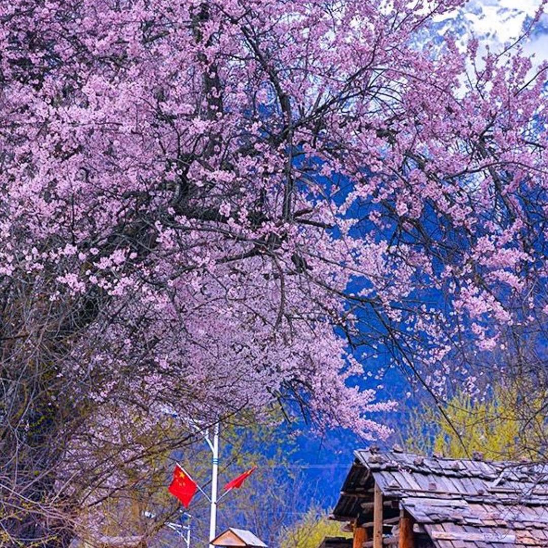 在远方的猫（西藏旅拍）