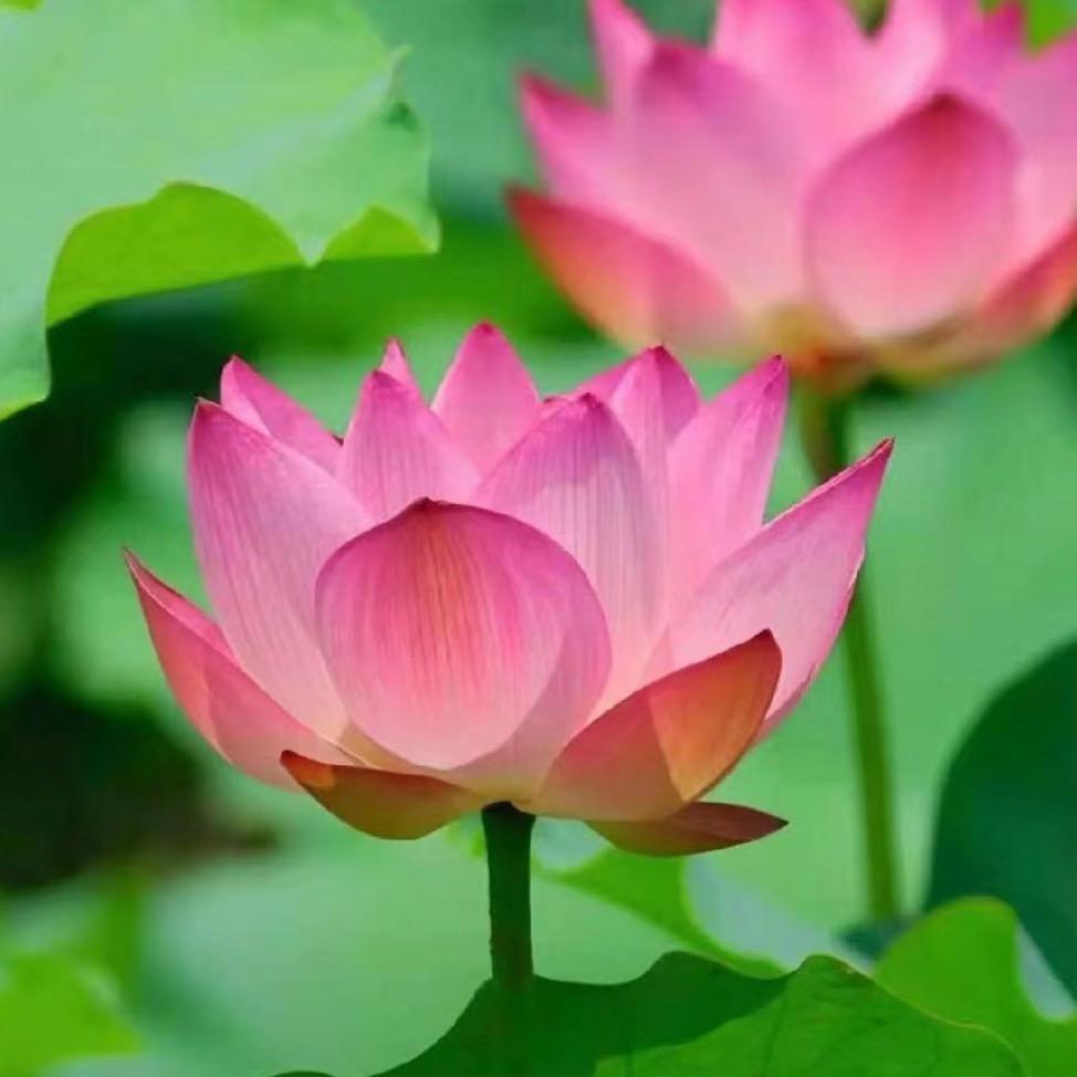 花开富贵陈姐
