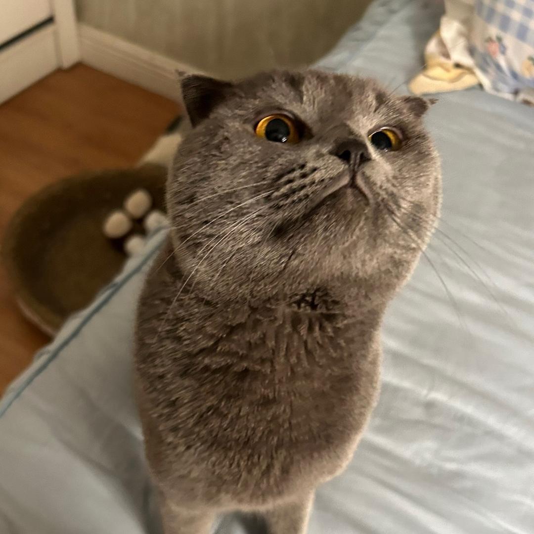 向葵