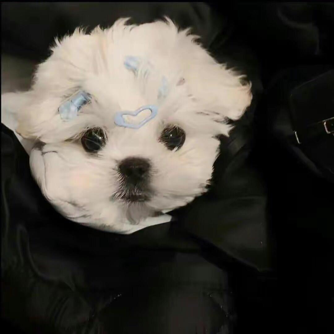 知盼诗