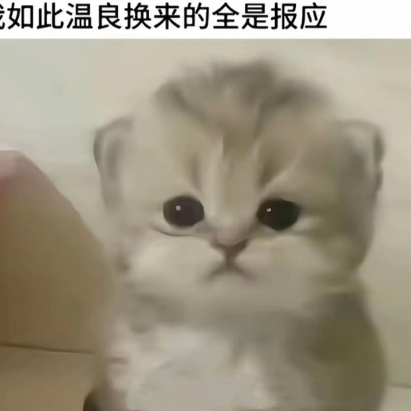 猫饼ᐡ•͈ ·̭ •͈ᐡ