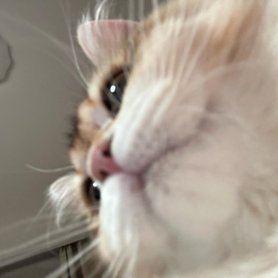 ₍^˶ ╸𖥦  ╸˵^₎⟆