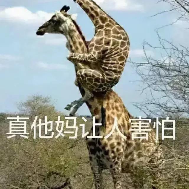 椰子皮