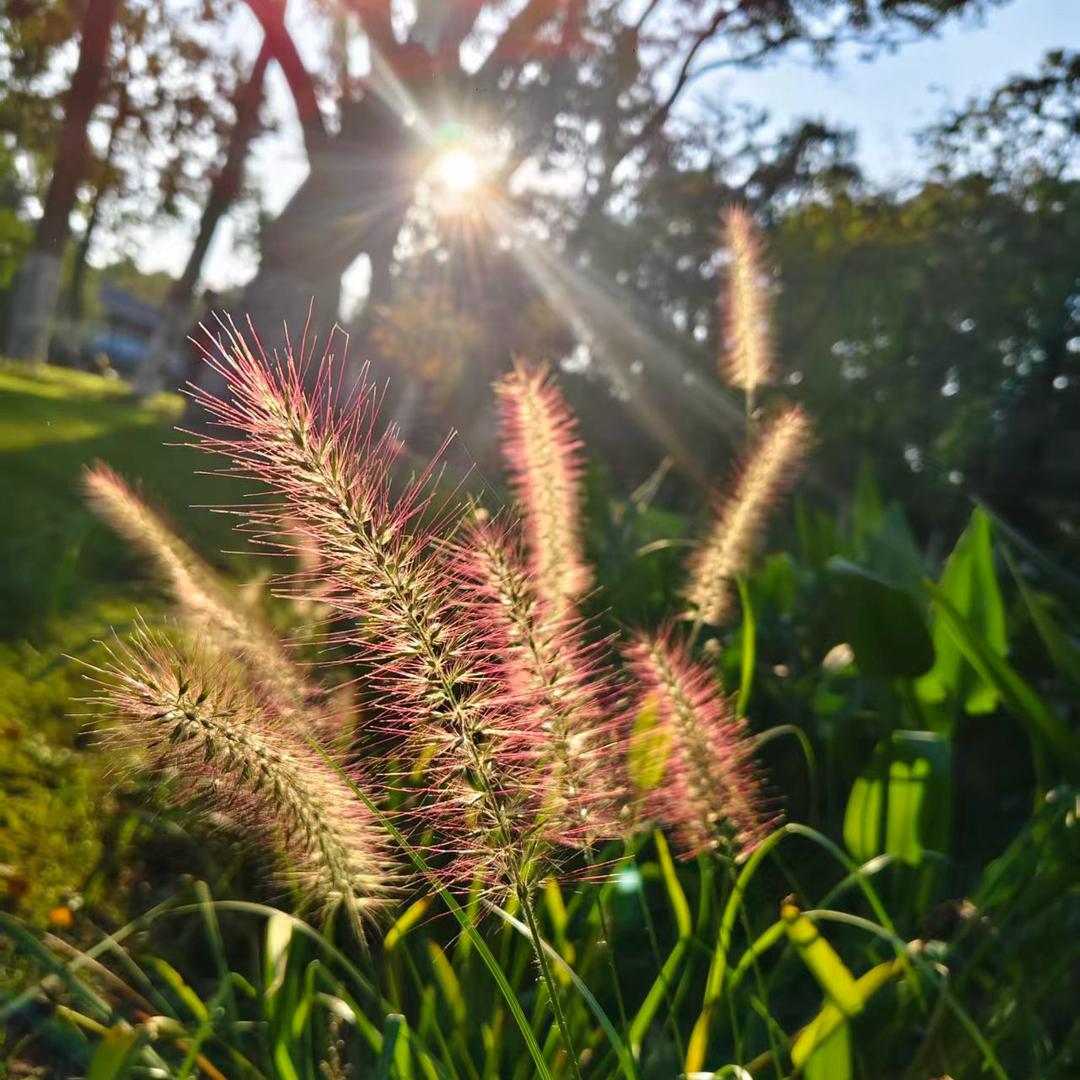 三天打鱼 两天晒网的减肥人