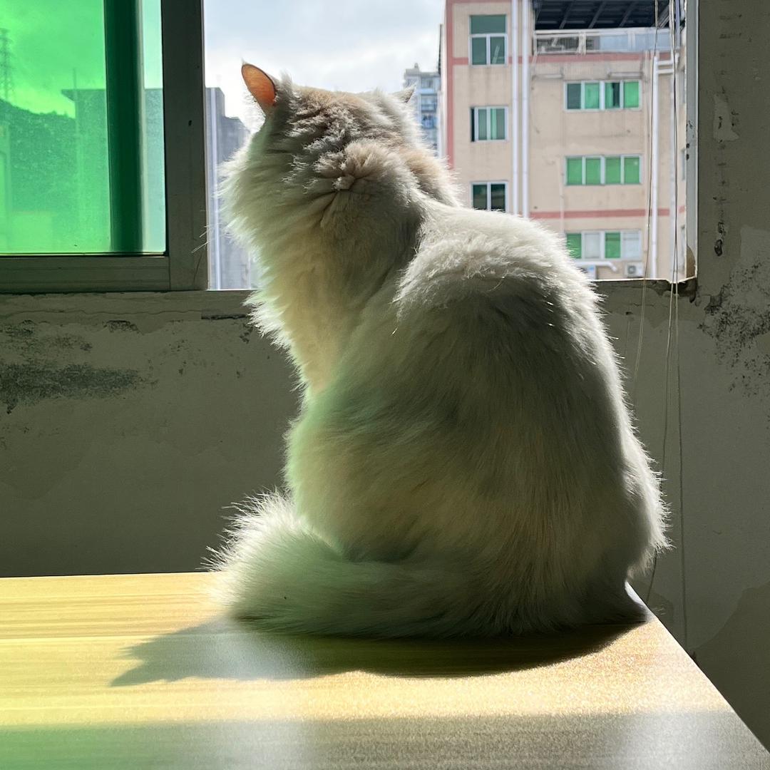 圆神亚当