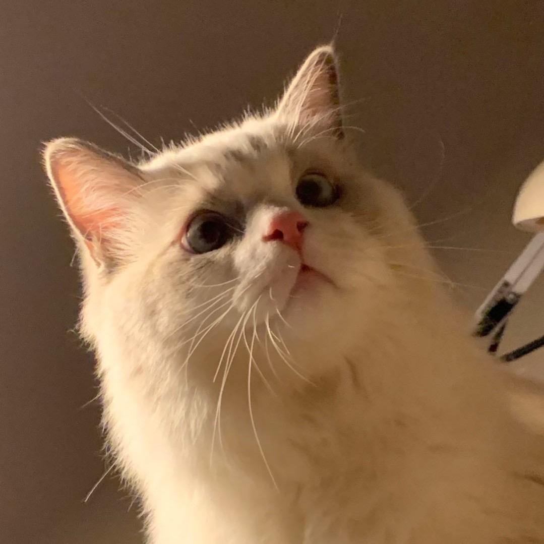 猫王子