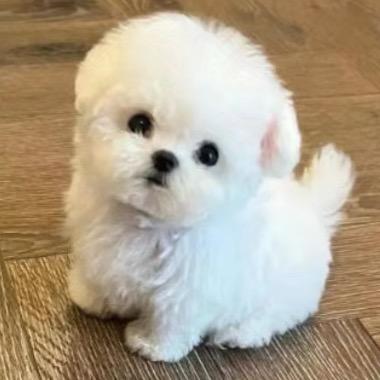 北京比熊犬舍直播号