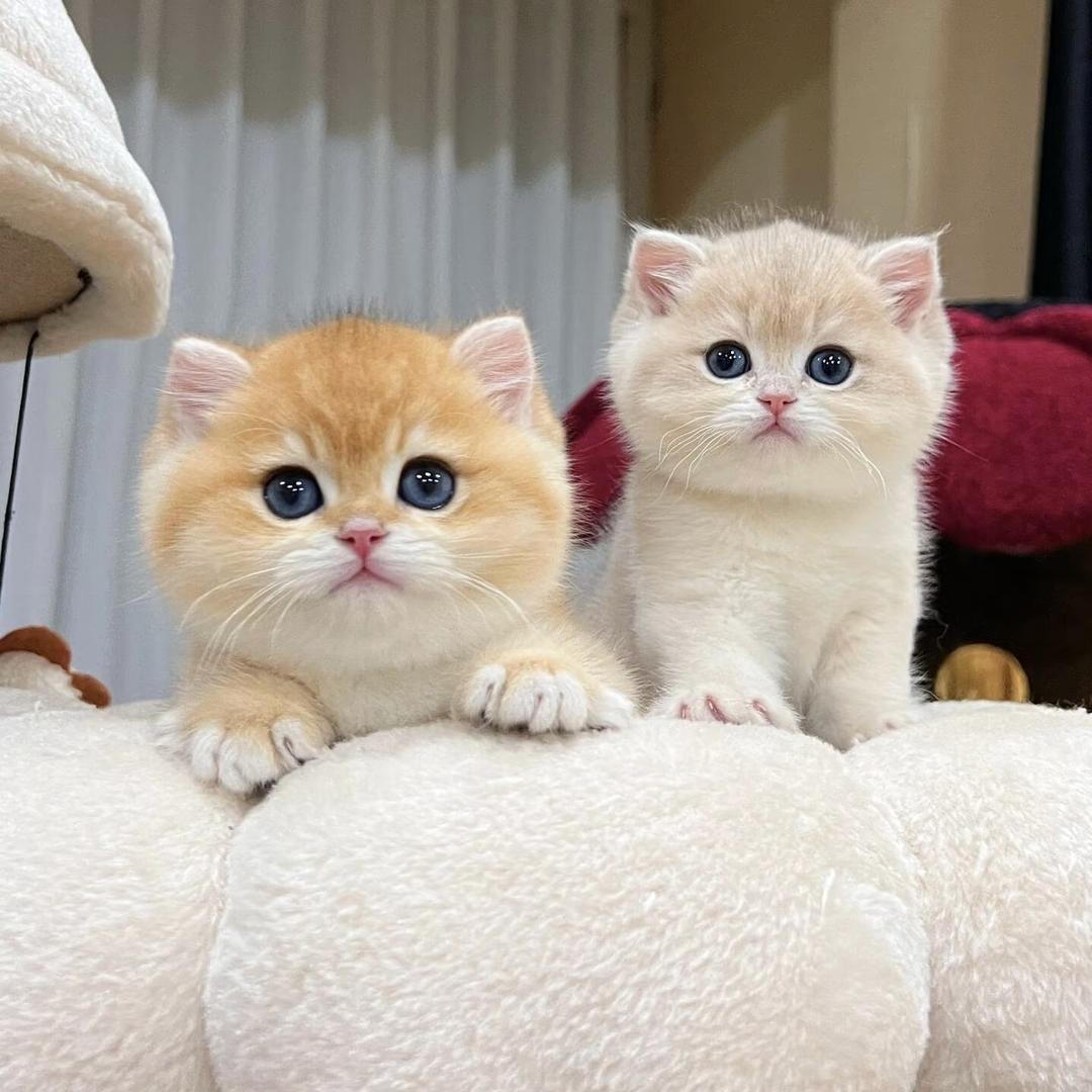 有间猫屋宠物