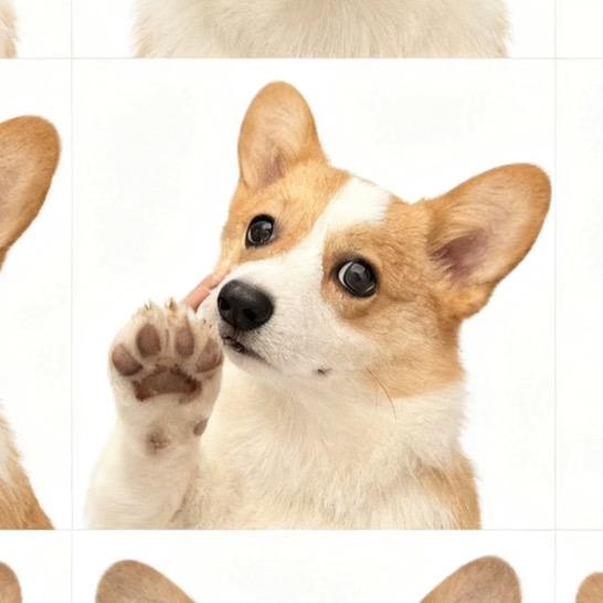 皮蛋是只柯基🐶