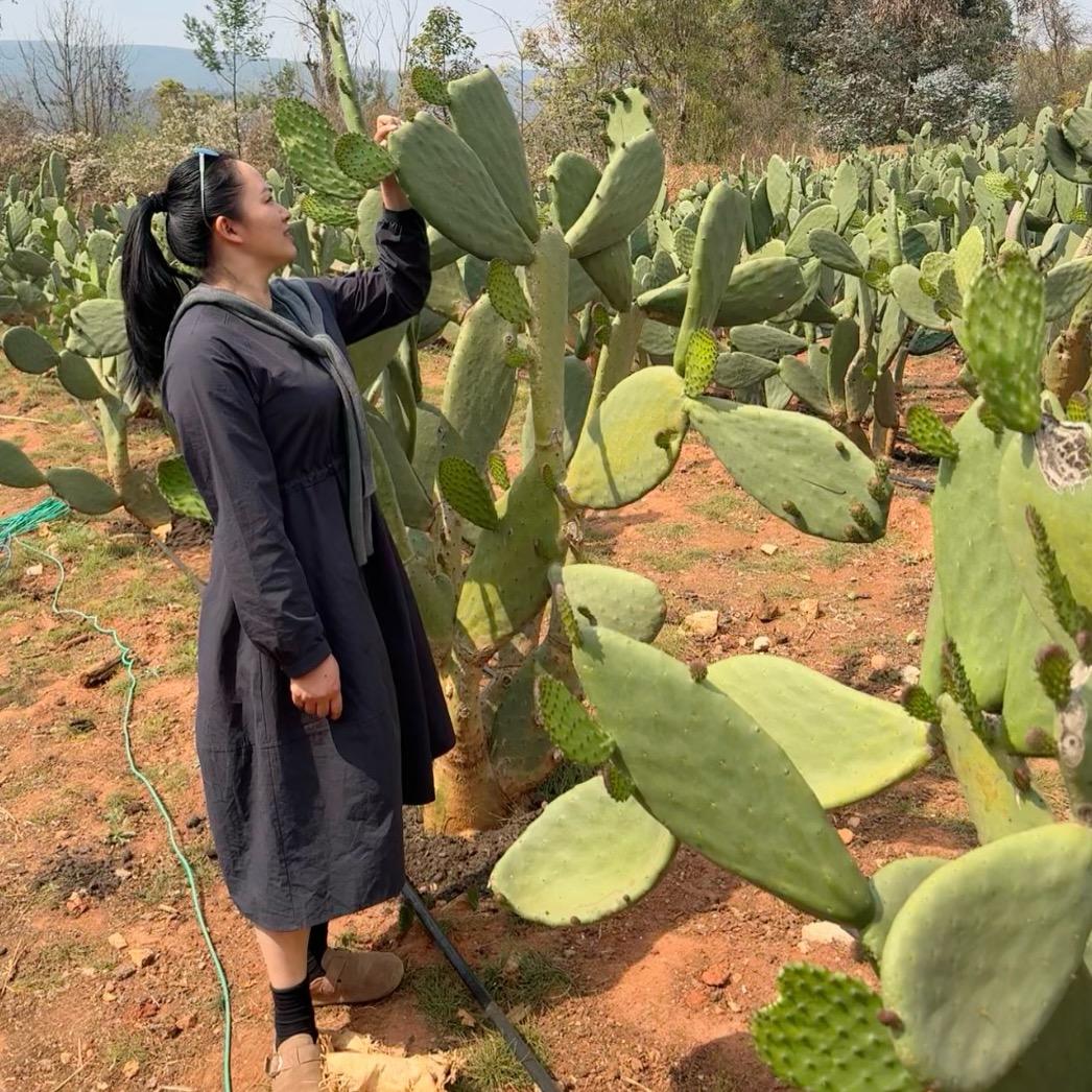 泸西仙人掌小张−润泽源生态农场