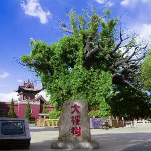 洪洞大槐树家谱咨询交流中心
