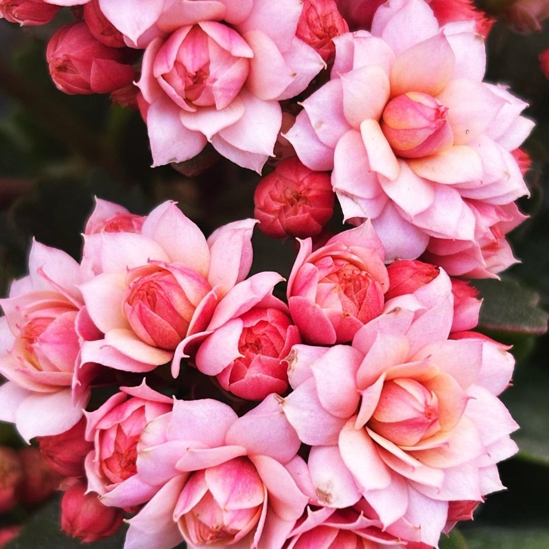 云南花屋园艺