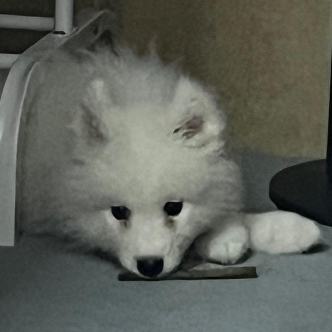 派大星🐑