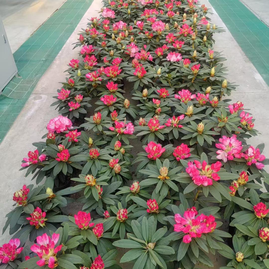 邹小莓花卉种植创意屋