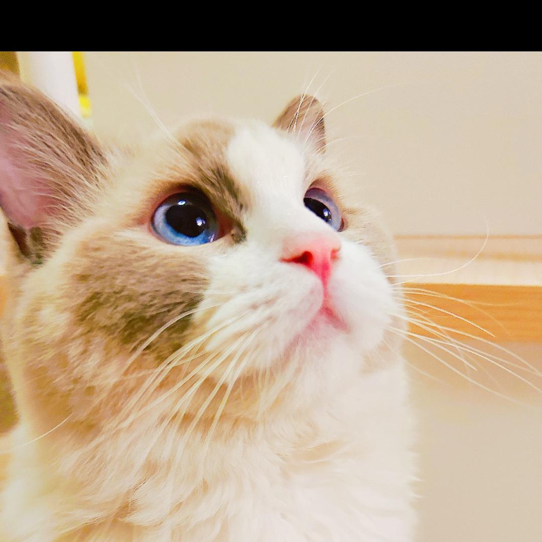 布偶公爵的优雅日常