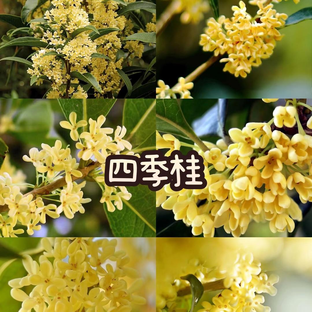 爆爆
