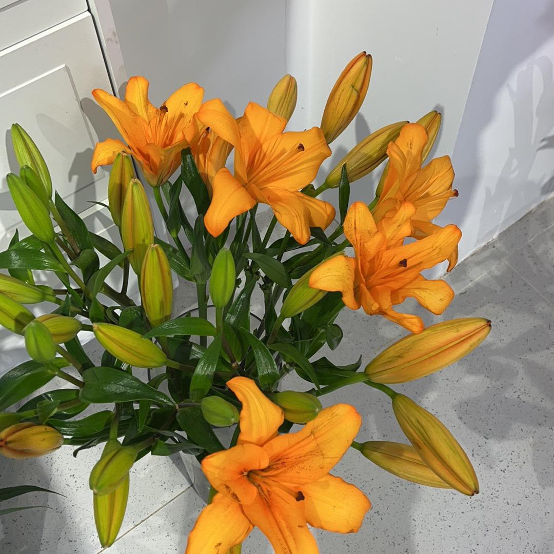 沭海鲜花