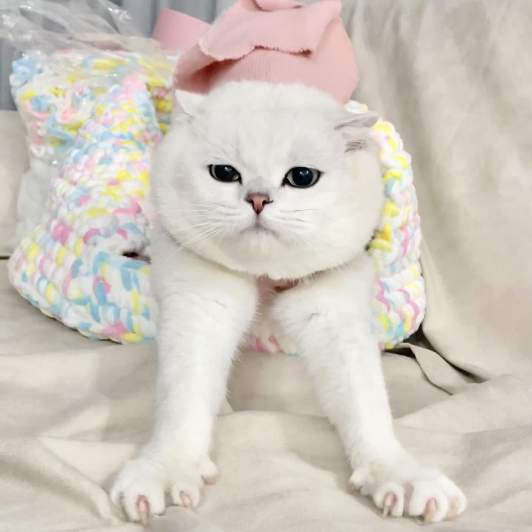 布丁布丁是布丁啊