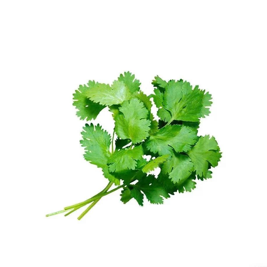 香菜公主