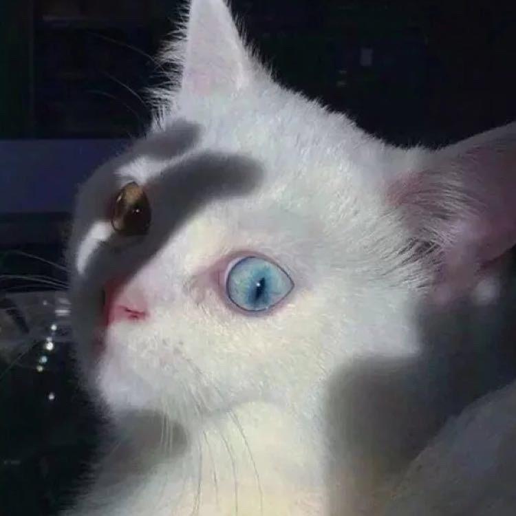 蓝帽子的猫