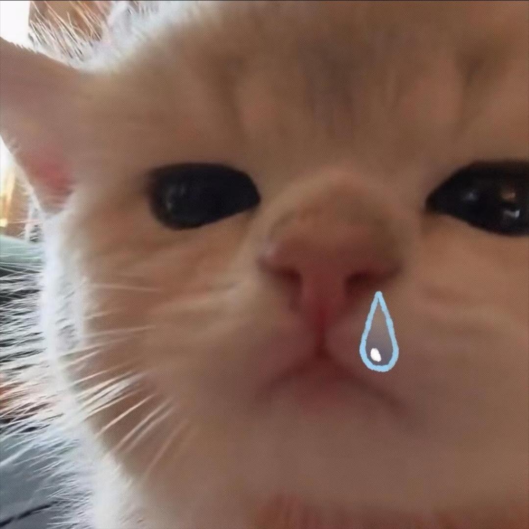 貓貓祟祟