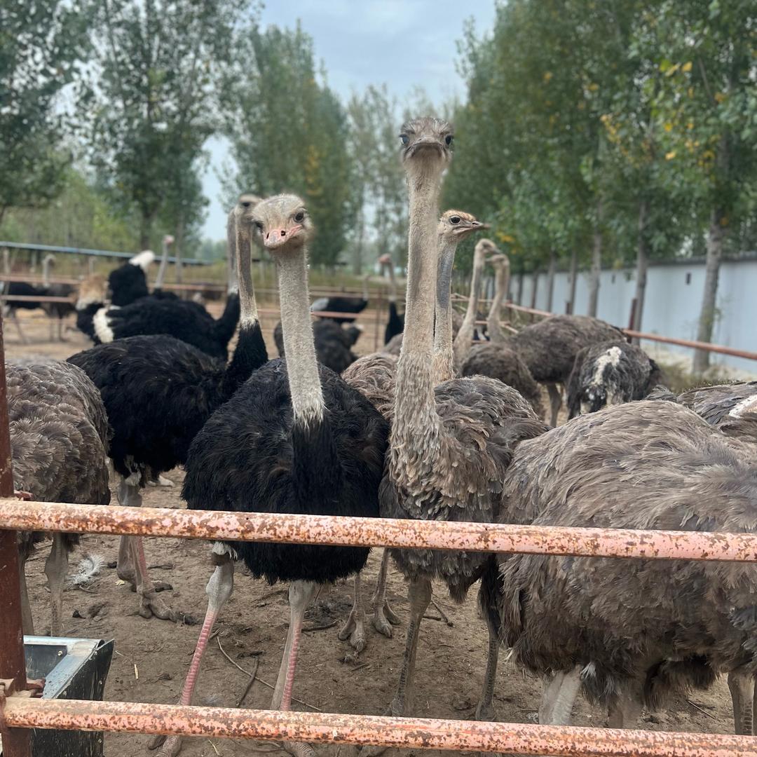 鸵鸟养殖