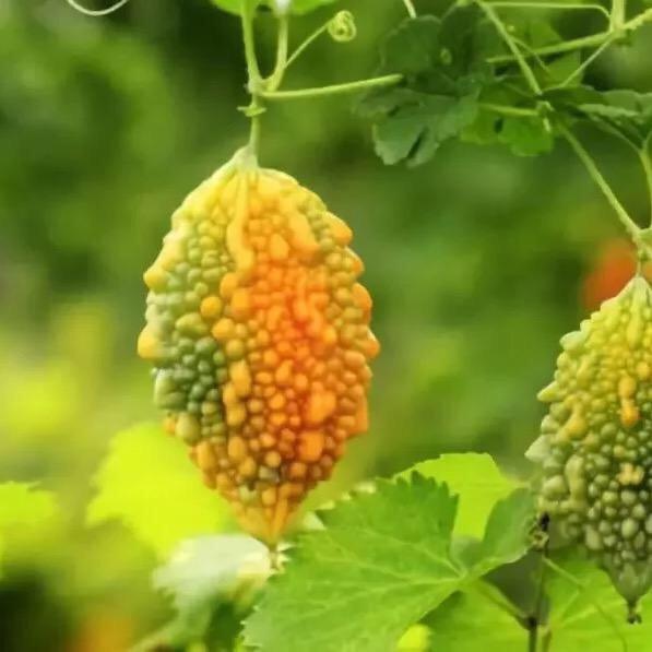皖北茶饮小屋