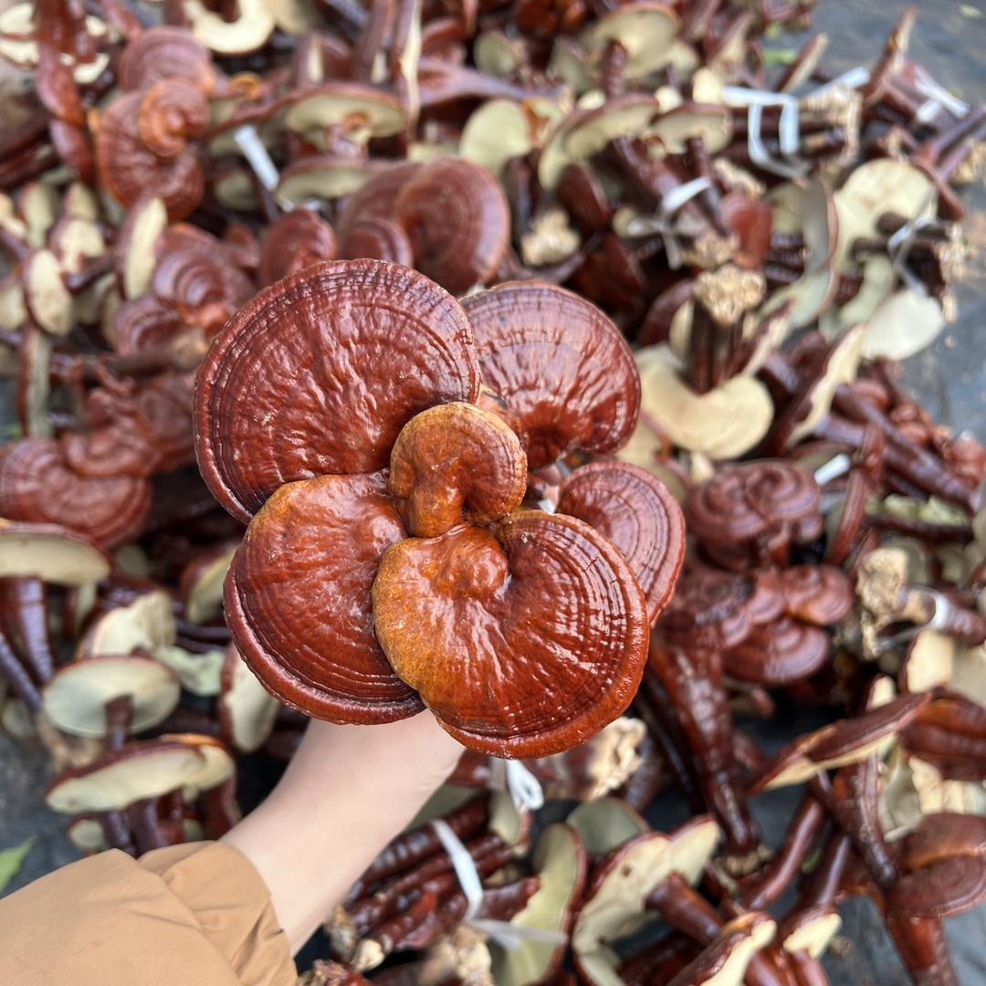 吉祥灵芝馆