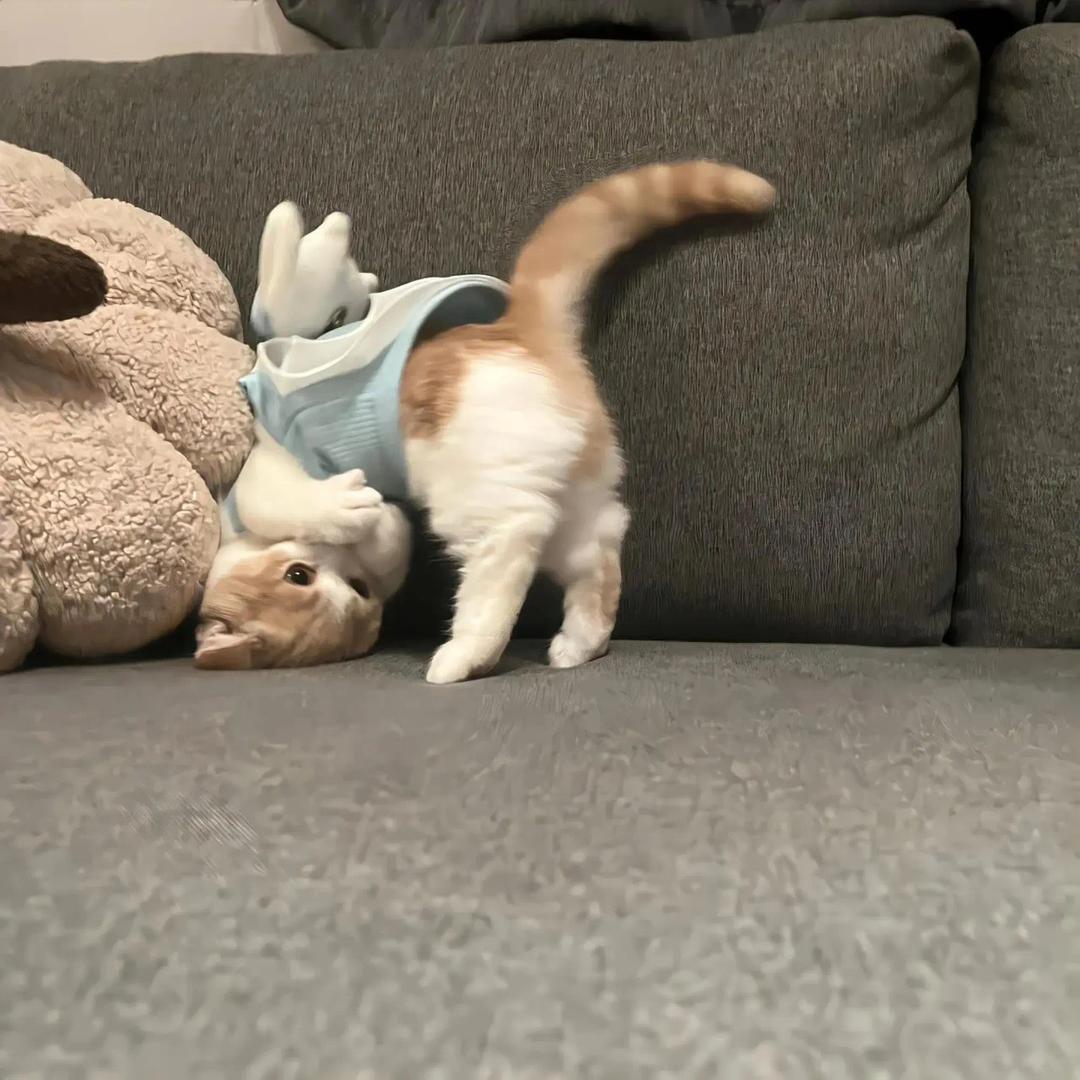 点读机
