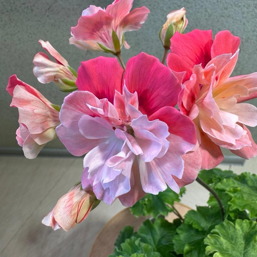 英姐的花园