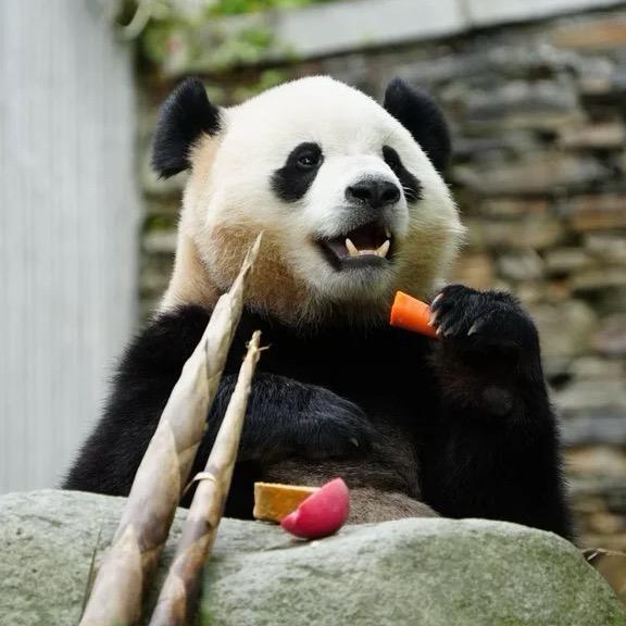 …海棠🐼panda
