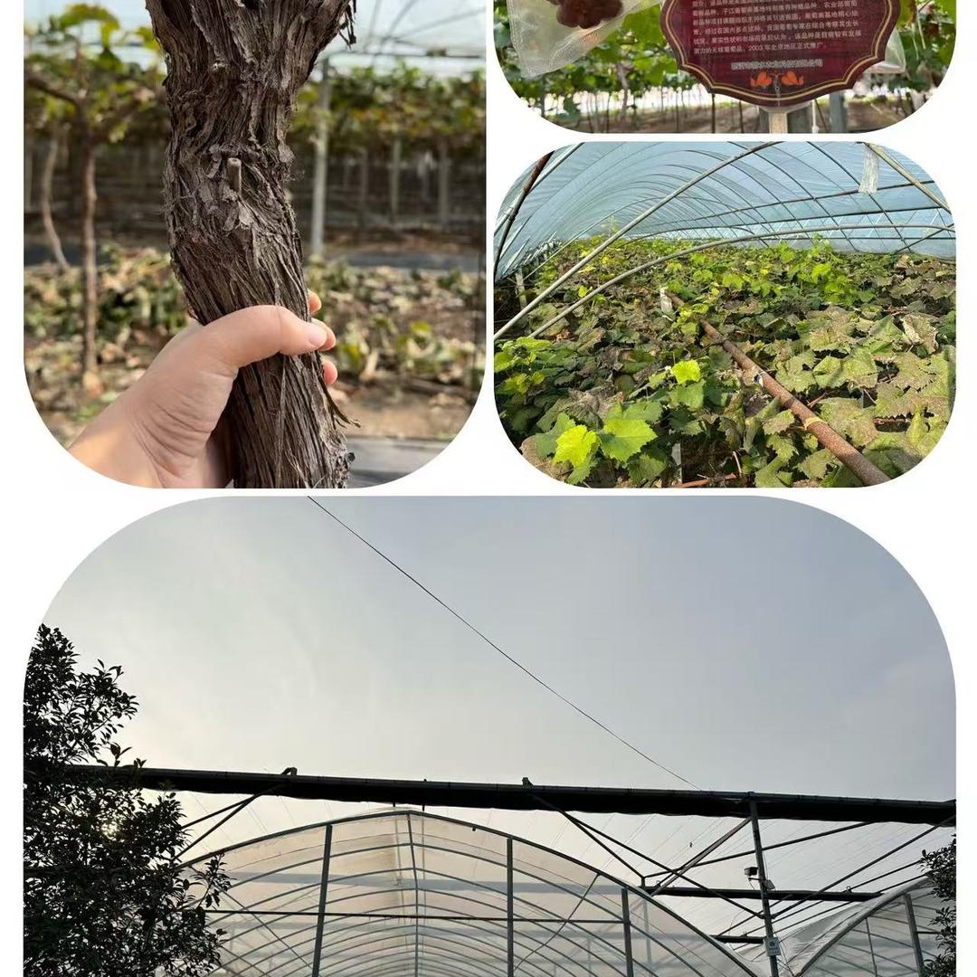 OUY仓斗果树苗木专卖店