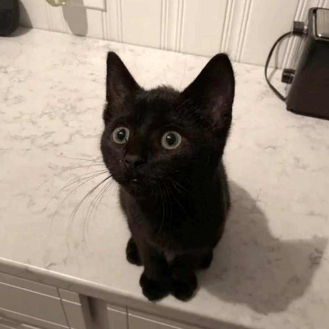 Shylie
