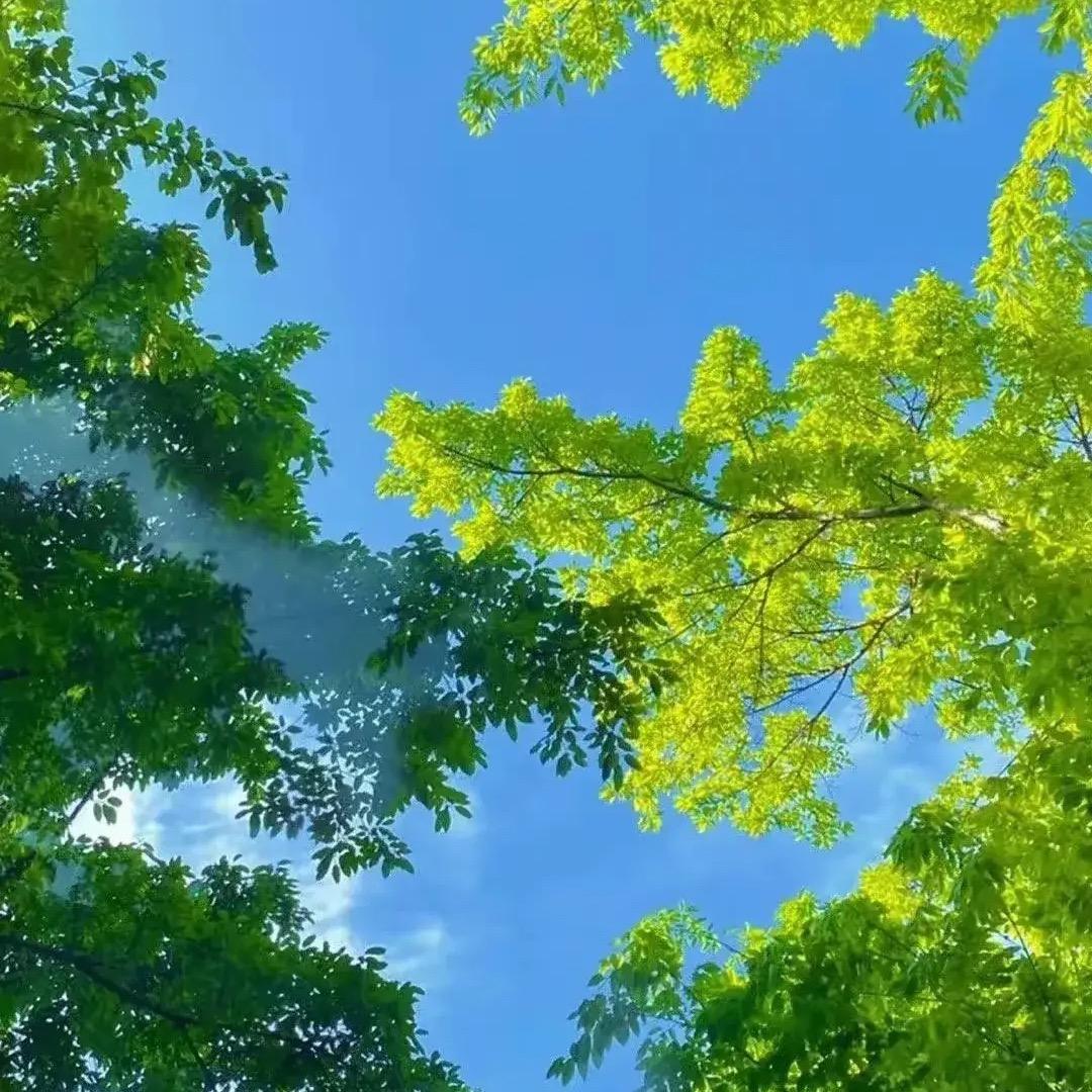 💖灼灼其华🦄