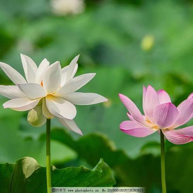 感恩你我他它减少