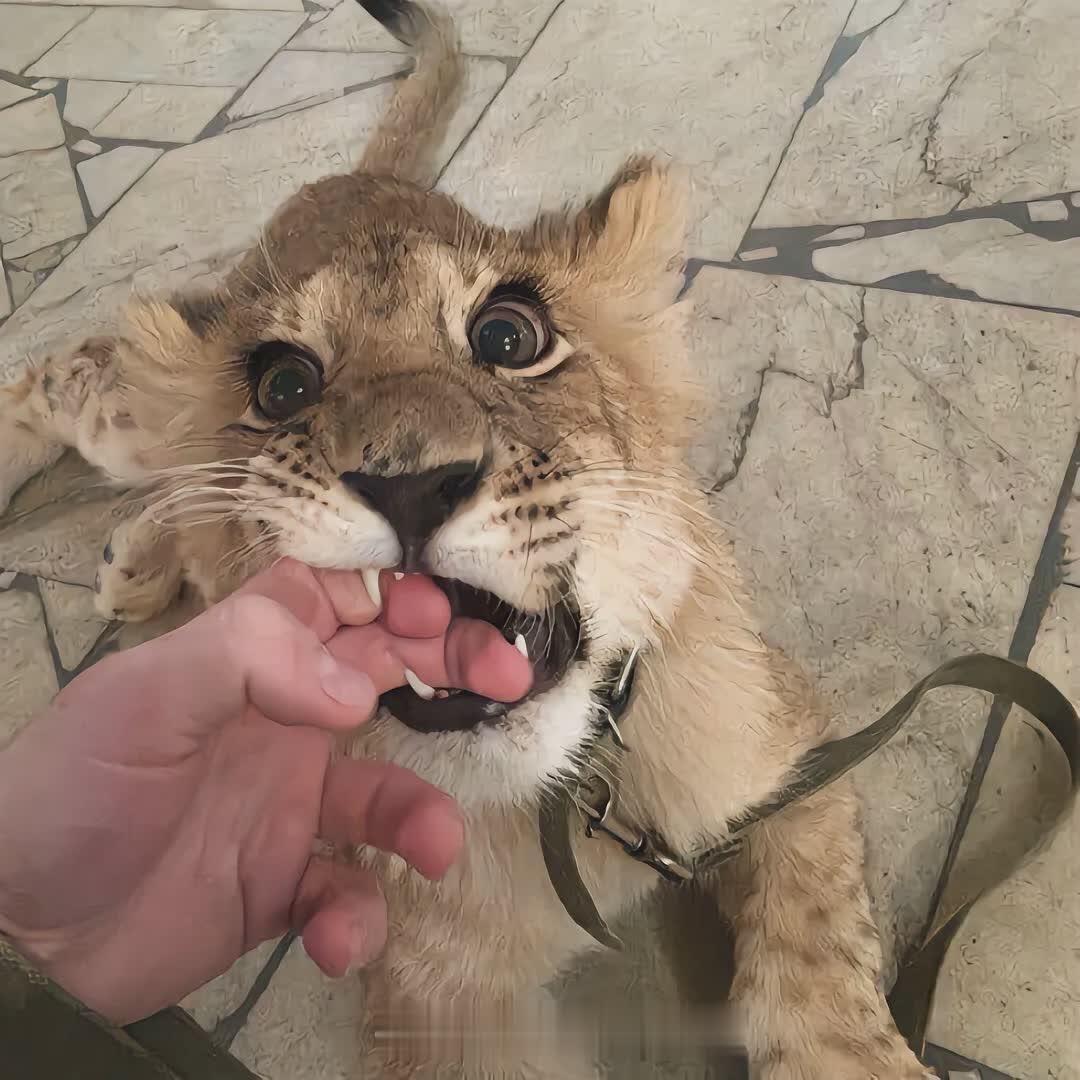𝐂 𝐙𝐚𝐫