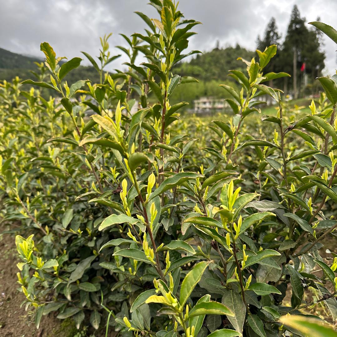 大庆种茶（不懂就问）