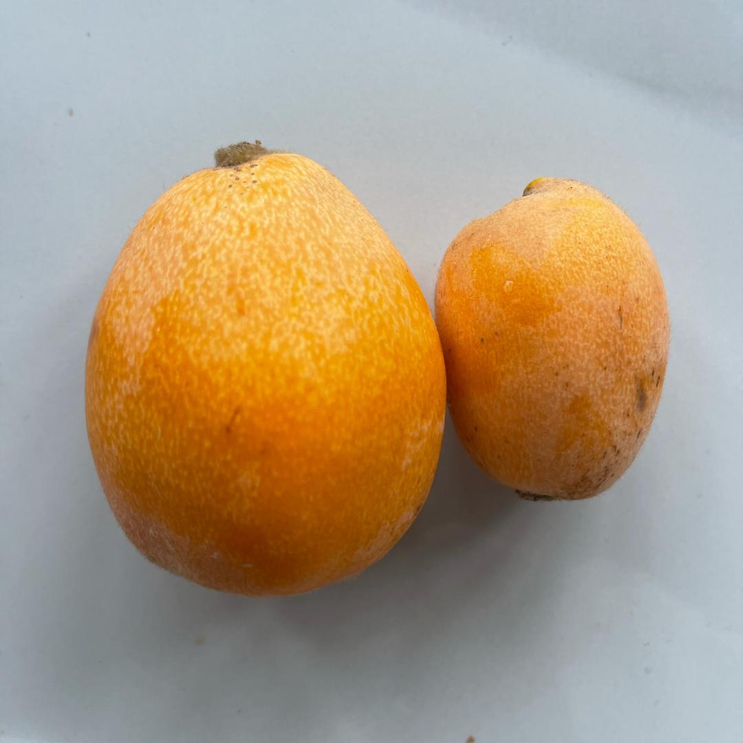 夏红🎙️【11月12号早6:20首播】