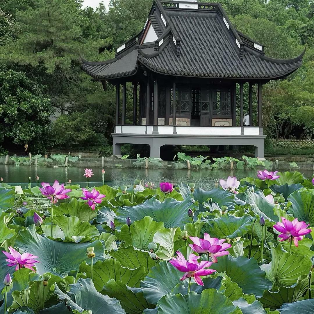 ¥鑫锐农业《榕榕》