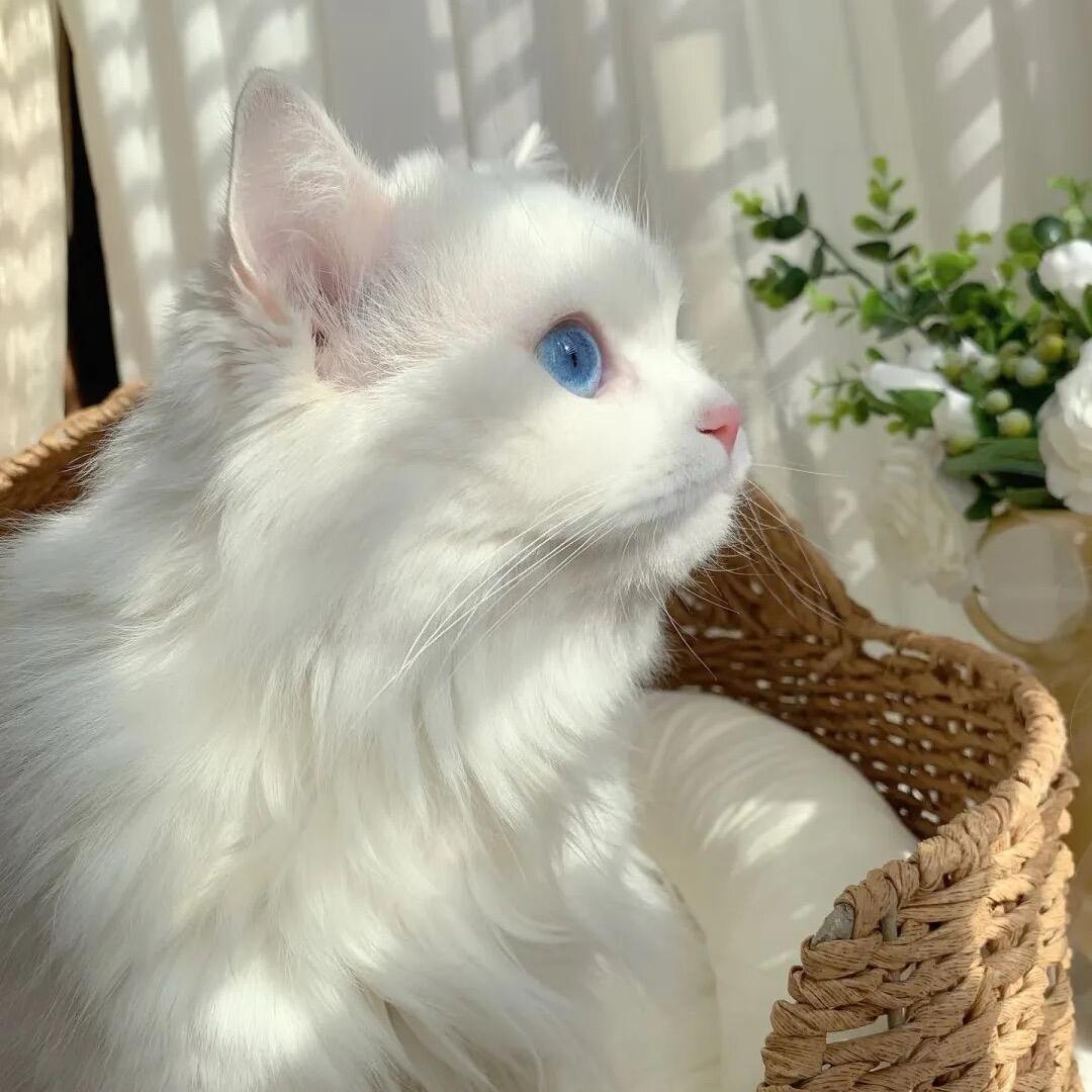 猫儿LL