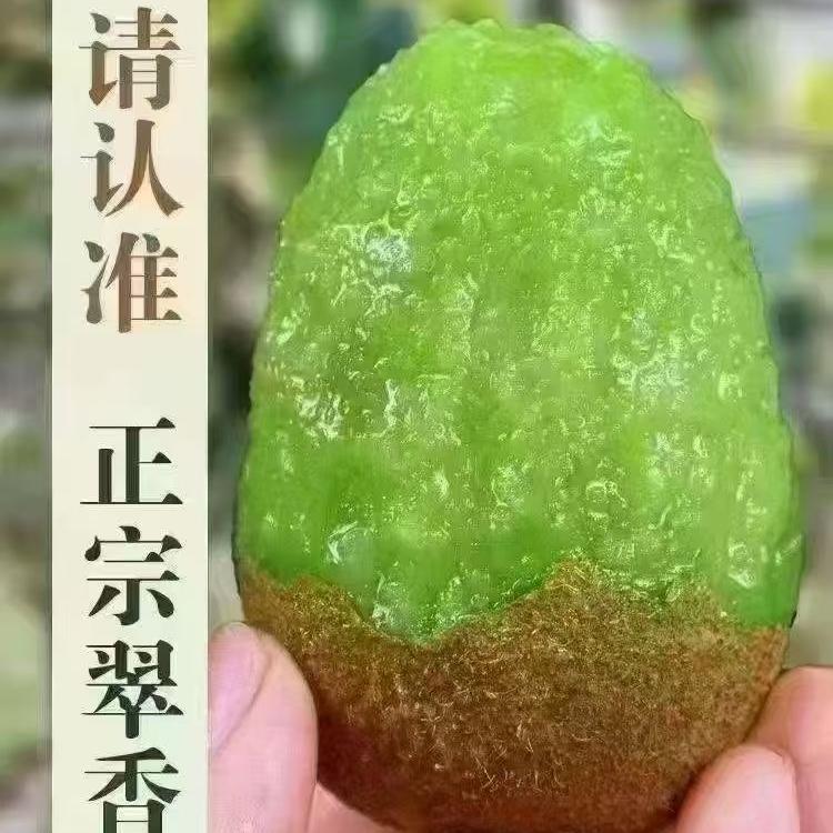 小晨猕猴桃