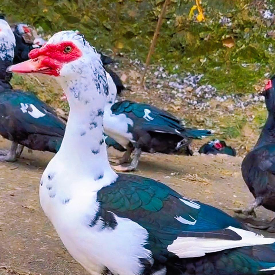 国宝土鸡土鸭总店东方明珠小区